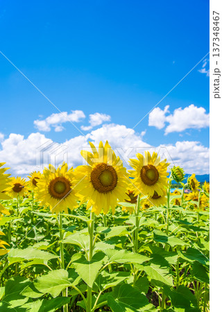 ひまわりと夏空《夏の風景素材》 ひまわりと夏空《夏の風景素材》 137348467