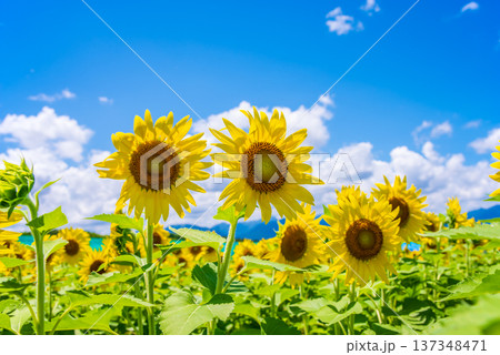 ひまわりと夏空《夏の風景素材》 137348471