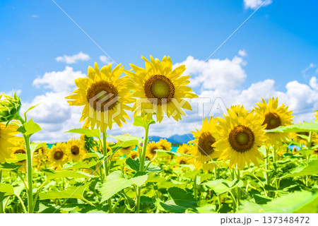 ひまわりと夏空《夏の風景素材》 ひまわりと夏空《夏の風景素材》 137348472