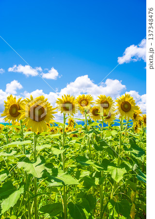 ひまわりと夏空《夏の風景素材》 137348476