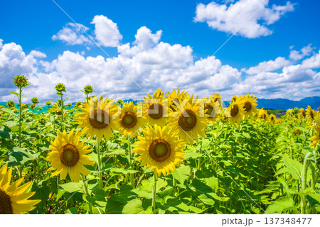 ひまわりと夏空《夏の風景素材》 137348477