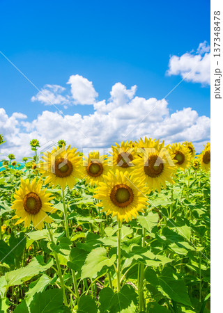 ひまわりと夏空《夏の風景素材》 ひまわりと夏空《夏の風景素材》 137348478