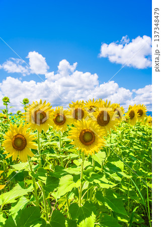 ひまわりと夏空《夏の風景素材》 137348479