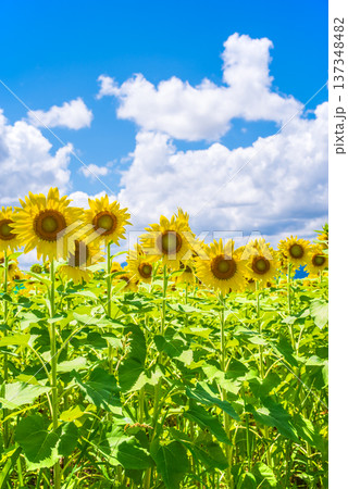 ひまわりと夏空《夏の風景素材》 137348482