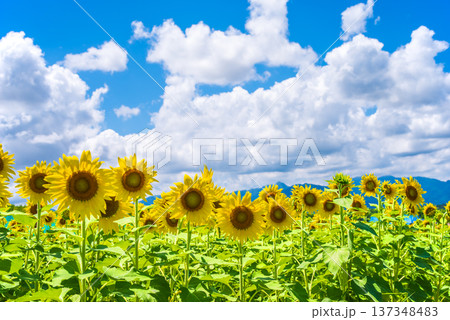 ひまわりと夏空《夏の風景素材》 ひまわりと夏空《夏の風景素材》 137348483
