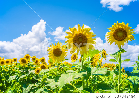 ひまわりと夏空《夏の風景素材》 ひまわりと夏空《夏の風景素材》 137348484