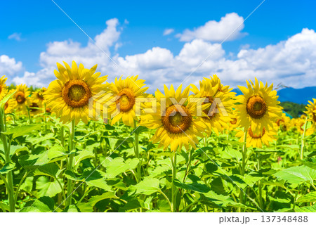 ひまわりと夏空《夏の風景素材》 ひまわりと夏空《夏の風景素材》 137348488
