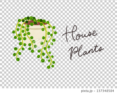 HousePlantsとグリーンネックレスの鉢植え 水彩風手描きイラスト HousePlantsとグリーンネックレスの鉢植え 水彩風手描きイラスト 137348584