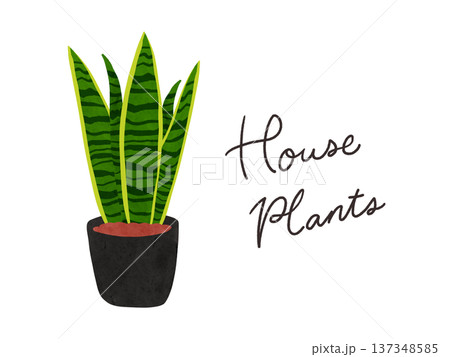 HousePlantsとサンスベリアの鉢植え 水彩風手描きイラスト HousePlantsとサンスベリアの鉢植え 水彩風手描きイラスト 137348585