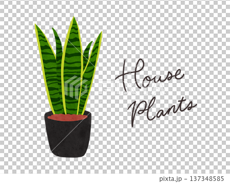 HousePlantsとサンスベリアの鉢植え 水彩風手描きイラスト HousePlantsとサンスベリアの鉢植え 水彩風手描きイラスト 137348585