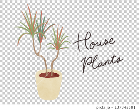 室內植物與彩虹龍血樹盆栽,水彩手繪插圖 室內植物與彩虹龍血樹盆栽,水彩手繪插圖 137348591