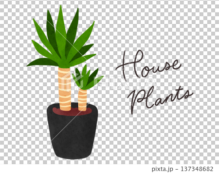 Houseplants and potted yucca watercolor hand-drawn illustration Houseplants and potted yucca watercolor hand-drawn illustration 137348682