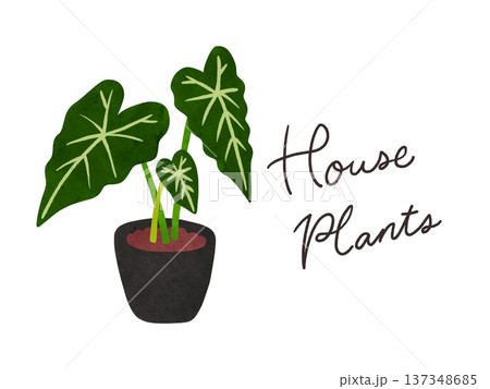 HousePlantsとアロカシア・グリーンベルベットの鉢植え　水彩風手描きイラスト 137348685