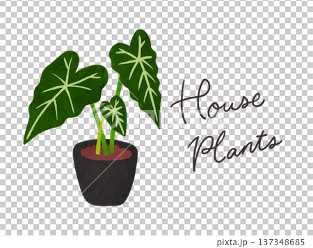HousePlantsとアロカシア・グリーンベルベットの鉢植え　水彩風手描きイラスト 137348685