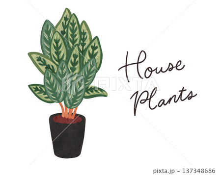 HousePlantsとカラテア・マコヤナの鉢植え　水彩風手描きイラスト 137348686