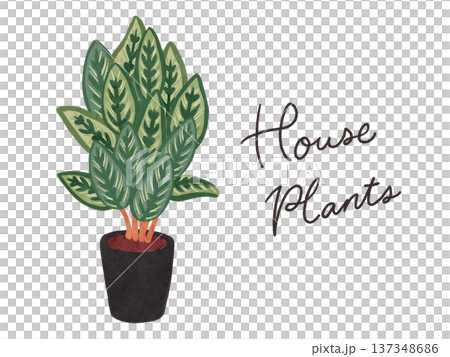 HousePlantsとカラテア・マコヤナの鉢植え　水彩風手描きイラスト 137348686