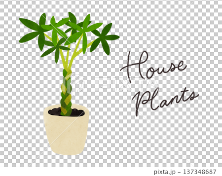 Houseplants and potted Pachira watercolor hand-drawn illustration Houseplants and potted Pachira watercolor hand-drawn illustration 137348687