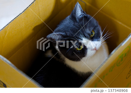 箱の中の猫 137348908