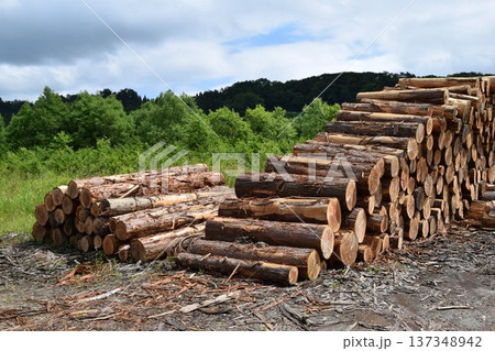 切り出された杉の丸太 山形県庄内 137348942