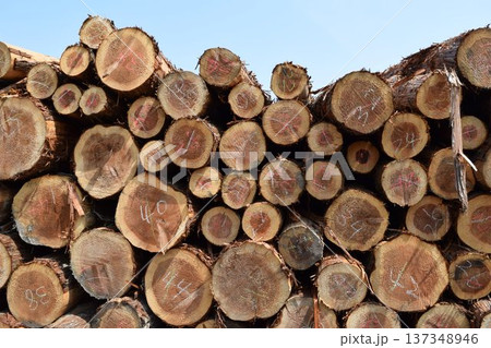 切り出された杉の丸太 山形県庄内 137348946