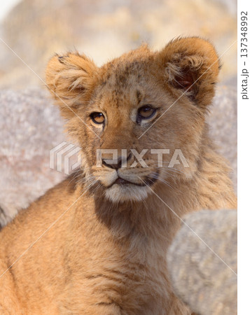 岩場のライオンの子 137348992