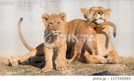 母に甘えるライオンの子ら 母に甘えるライオンの子ら 137348993