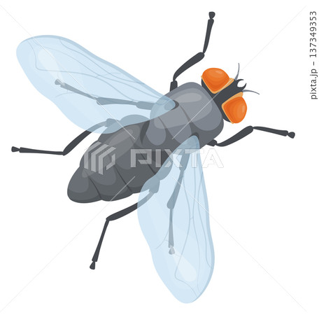 Housefly top view. Flying insect. Fauna icon 137349353
