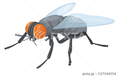 Wildlife insect animal. Realistic house fly icon 137349354