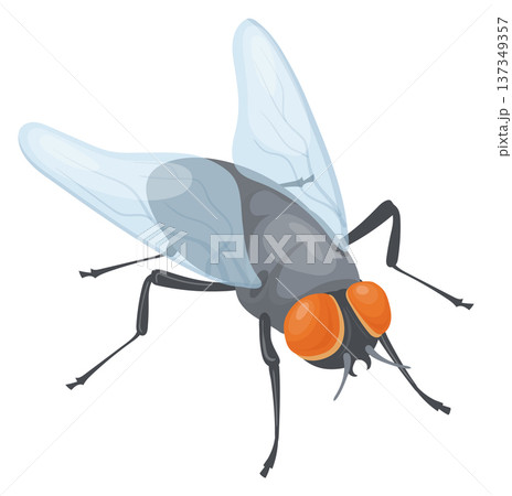 Domestic fly icon. Winged insect. House pest Domestic fly icon. Winged insect. House pest 137349357