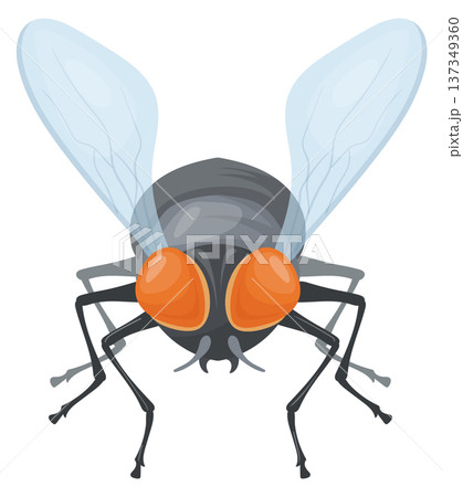 Pest realistic icon. House fly front view 137349360