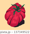 Hand drawn beefsteak tomato. Ripe fleshy tomatoe, juicy vegetable flat vector isolated illustration. Whole heirloom ribbed beefsteak tomato 137349522
