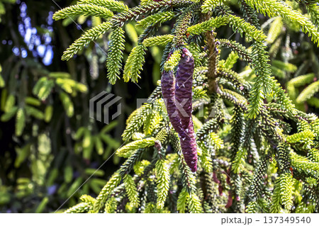 Spruce branches. Large green spruce branches with needles and cones. Picea orientalis, the Eastern spruce, or Caucasian spruce. A natural backdrop for Christmas and New Year. Spruce branches. Large green spruce branches with needles and cones. Picea orientalis, the Eastern spruce, or Caucasian spruce. A natural backdrop for Christmas and New Year. 137349540