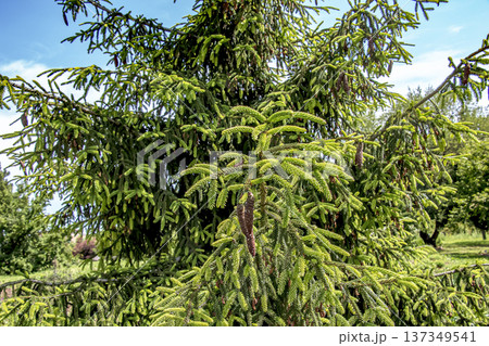 Branches of Picea orientalis or Oriental spruce tree Branches of Picea orientalis or Oriental spruce tree 137349541