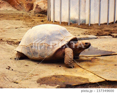 歩くアルダブラゾウガメ 1 歩くアルダブラゾウガメ 1 137349600