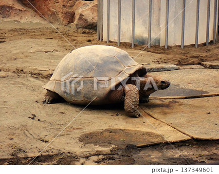 歩くアルダブラゾウガメ 3 歩くアルダブラゾウガメ 3 137349601