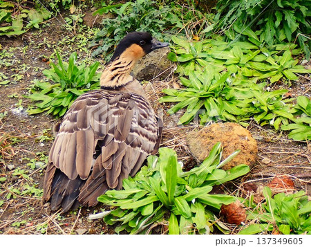 ハワイガン(ネネ) 2 ハワイガン(ネネ) 2 137349605