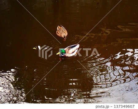 池に浮かぶマガモ 1 池に浮かぶマガモ 1 137349607