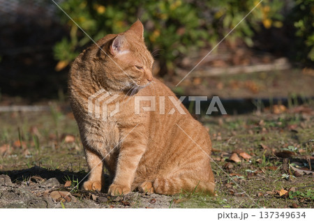 公園で日光浴をする茶トラ猫 公園で日光浴をする茶トラ猫 137349634