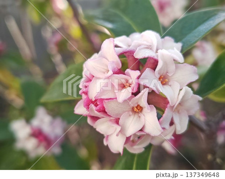 春のピンクに染まった沈丁花 春のピンクに染まった沈丁花 137349648