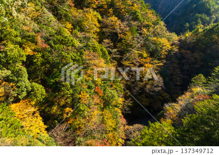 秋の大井川鐵道井川線　紅葉の車窓風景 137349712