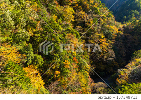 秋の大井川鐵道井川線 紅葉の車窓風景 秋の大井川鐵道井川線 紅葉の車窓風景 137349713