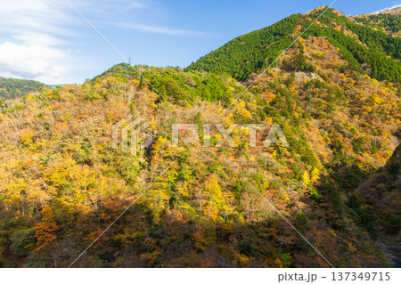 秋の大井川鐵道井川線　紅葉の車窓風景 137349715