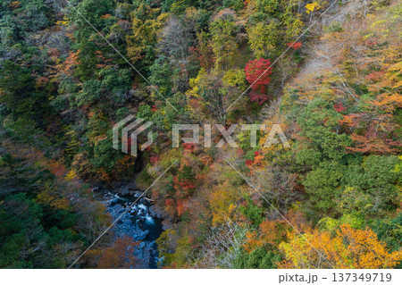 秋の大井川鐵道井川線　紅葉の車窓風景 137349719
