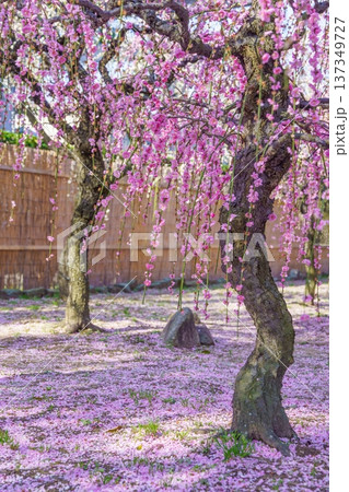地面を染めるピンクの花びらの絨毯と枝垂れ梅の絶景 137349727