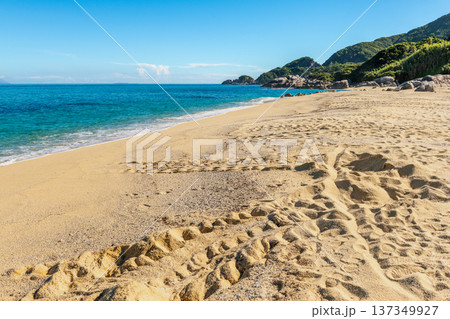 永田いなか浜 屋久島最大の海亀産卵地(夏 永田いなか浜 屋久島最大の海亀産卵地(夏 137349927