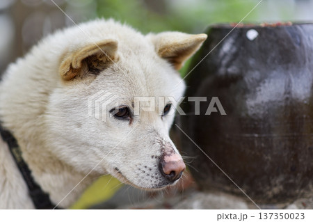 White dog resting outdoors in natural light, calm pet portrait White dog resting outdoors in natural light, calm pet portrait 137350023