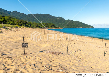 永田いなか浜 屋久島最大の海亀産卵地(夏 永田いなか浜 屋久島最大の海亀産卵地(夏 137350026
