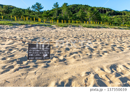 永田いなか浜　屋久島最大の海亀産卵地(夏 137350039