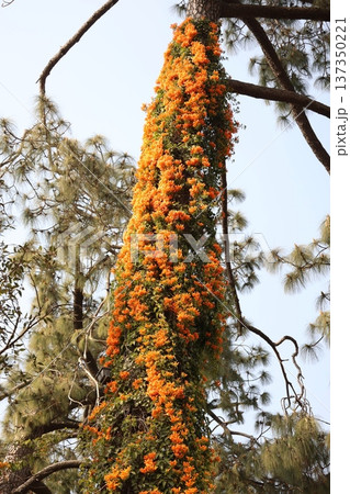 大樹にオレンジ色のカエンカズラの花が寄生する風景 大樹にオレンジ色のカエンカズラの花が寄生する風景 137350221