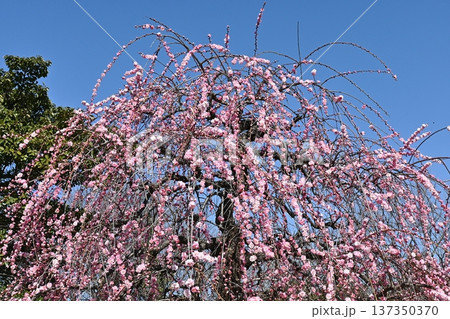 名古屋市農業センターの枝垂れ梅 137350370